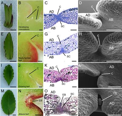 Meristem genes are essential for the vegetative reproduction of Kalanchoë pinnata